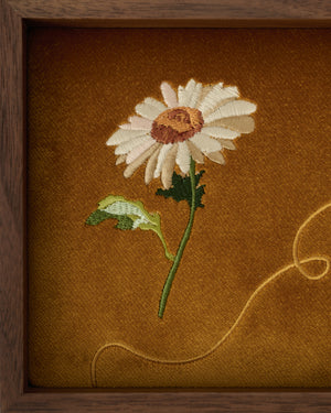 Daisy